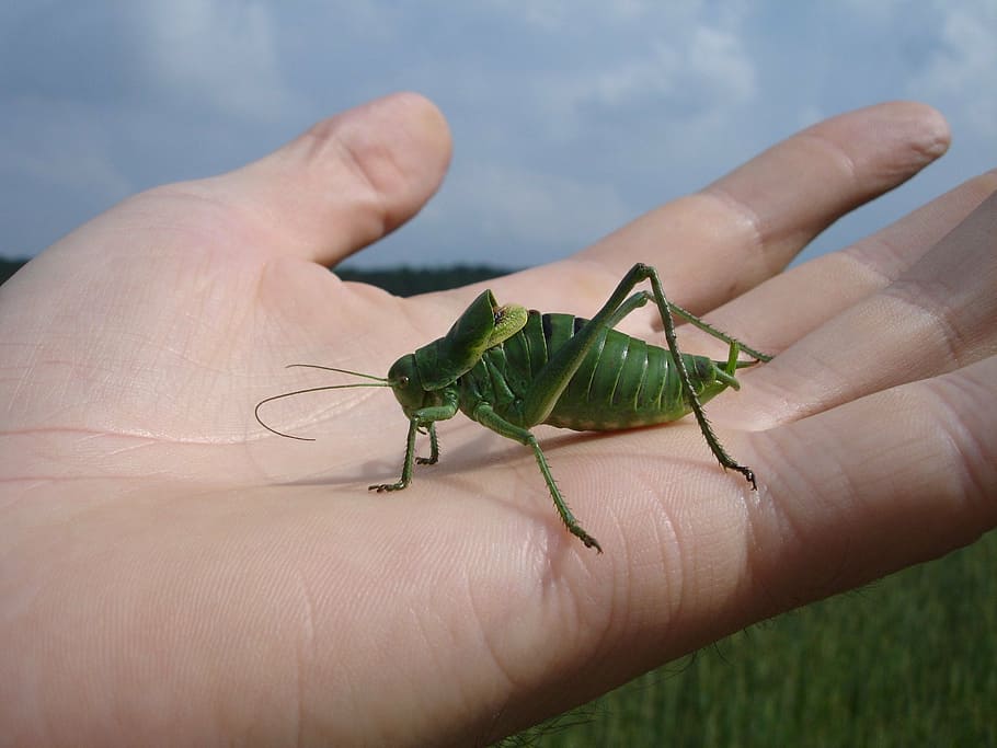 wart biter, decticus verrucivorus, grasshopper, insect, animal HD wallpaper