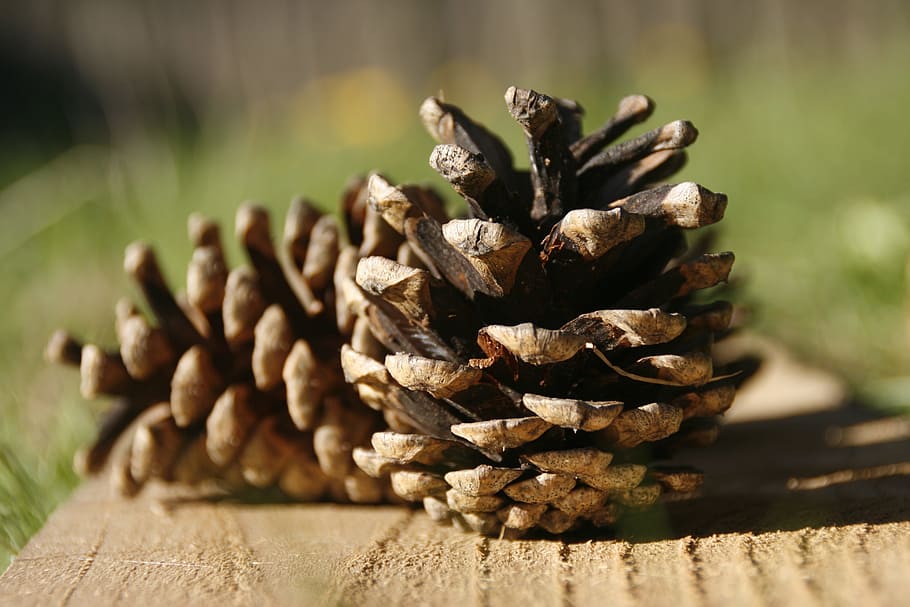 pine cones, wood, seed, wood - material, nature, no people HD wallpaper