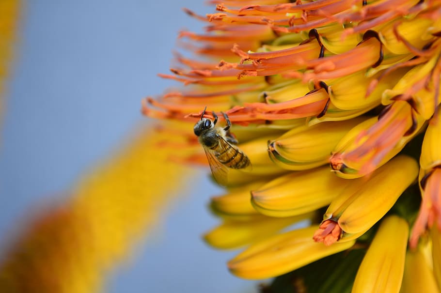 bee, flower, yellow, natural, nature, animal themes, flowering plant HD wallpaper
