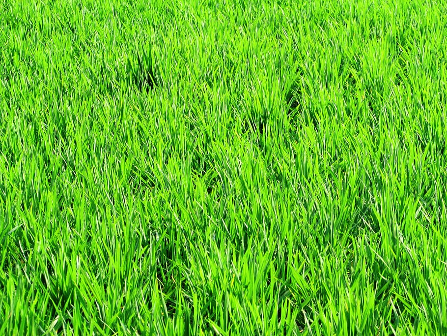 paddy, fields, greenery, rice, crops, agriculture, agricultural HD wallpaper