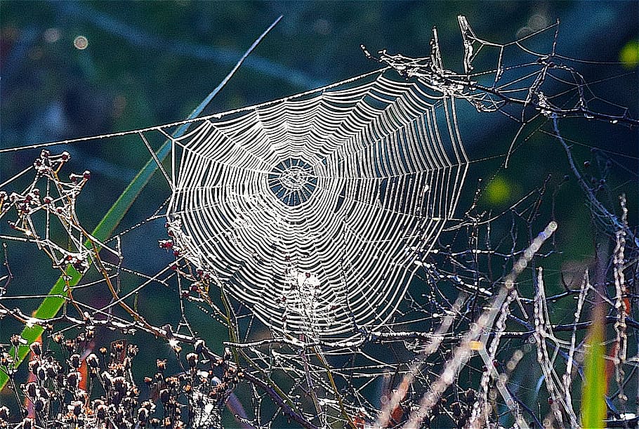 closeup photo of spiderweb during daytime, grass, nature, insect HD wallpaper
