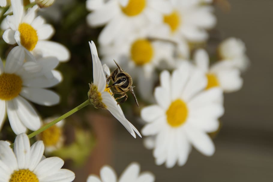 Insect, Flower, insect on flower, margherite, daisies, nature HD wallpaper