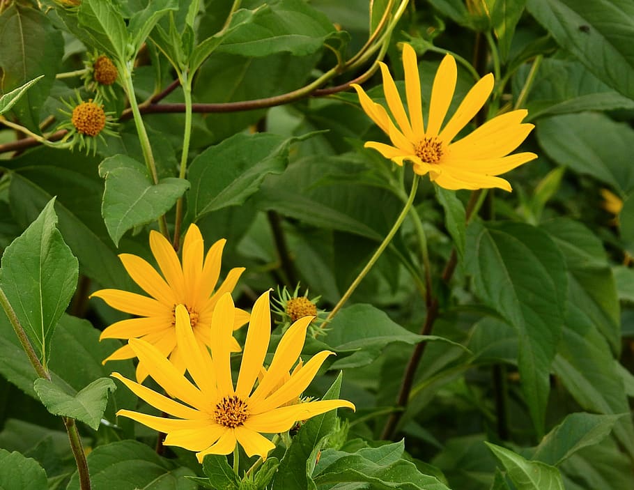flowers, nature, summer, flowering plant, growth, freshness HD wallpaper