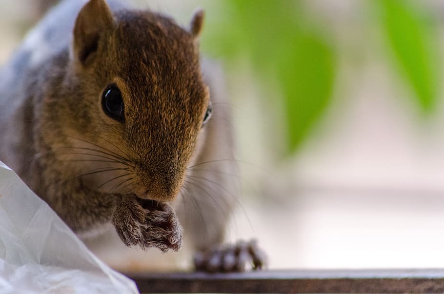 squirrel, cute, face, mammal, wildlife, rodent, fur, one animal HD wallpaper