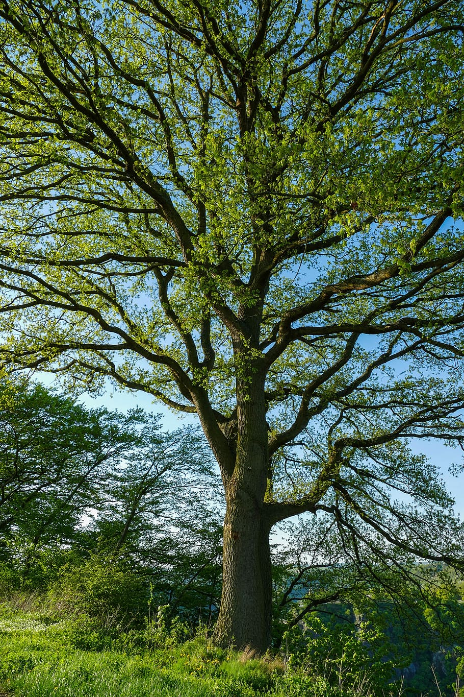 green leafed tree, spring tree, tender leaves, meadow, grass HD wallpaper