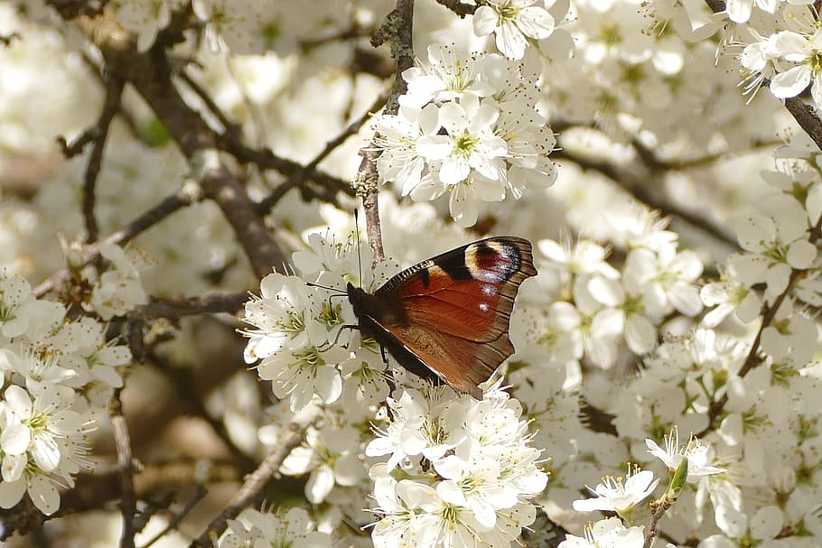closeup photography of peacock butterfly on white flower, cherry wood HD wallpaper