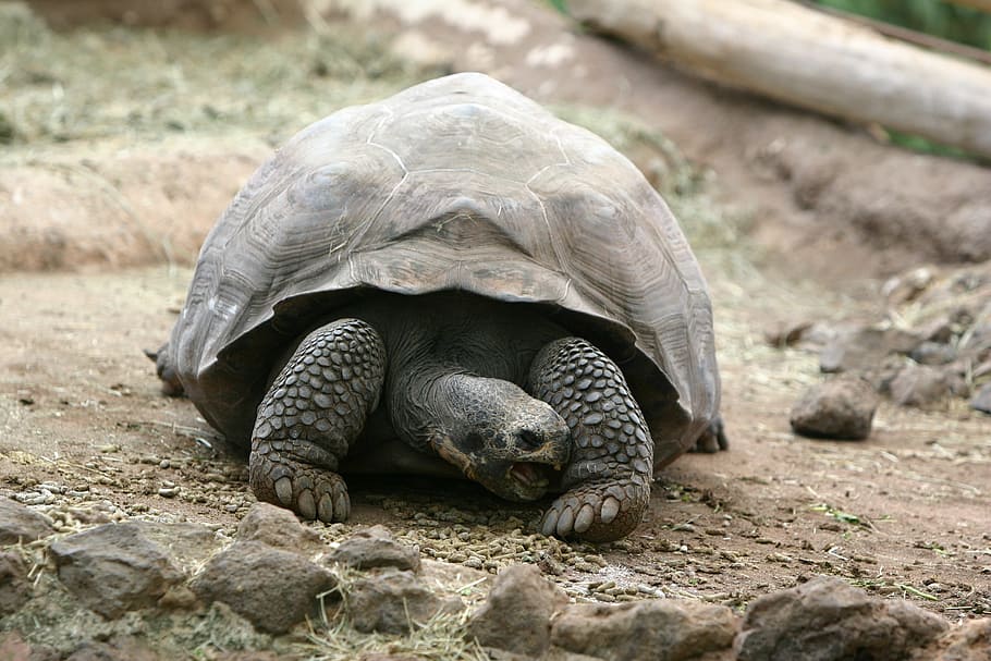 Turtle, Nature, Animal, Zoo, Animals, shield, tortoise, water HD wallpaper
