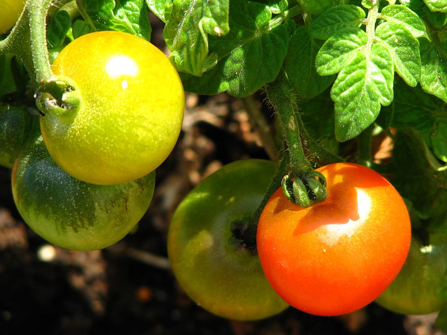 tomato, immature, ripe, red, yellow, green, vegetables, bush tomato, HD wallpaper