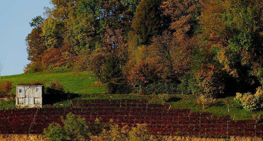 nature, autumn, vineyard, vines, home, evening, sun, plant HD wallpaper