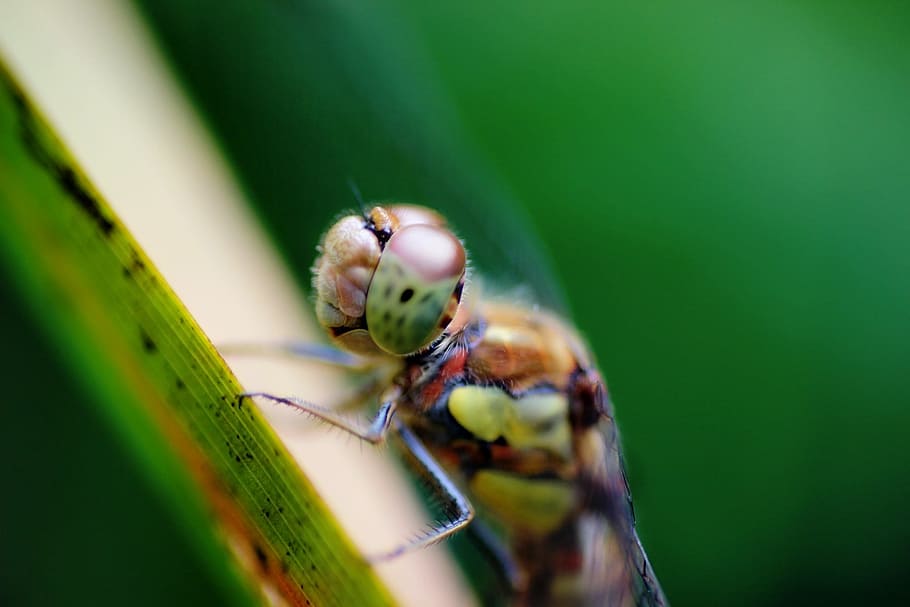 Dragonfly, Insect, Macro, Nature, one animal, animal themes HD wallpaper