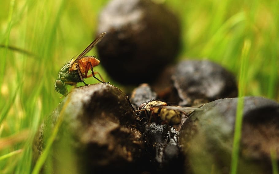 two yellow bees on stone, insect, fly, shit, afførring, denmark HD wallpaper