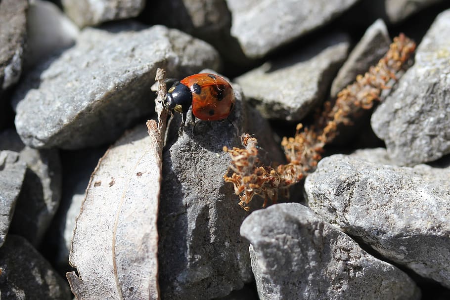ladybug, pebble, grey, red, only, courage, adventure, animal themes HD wallpaper