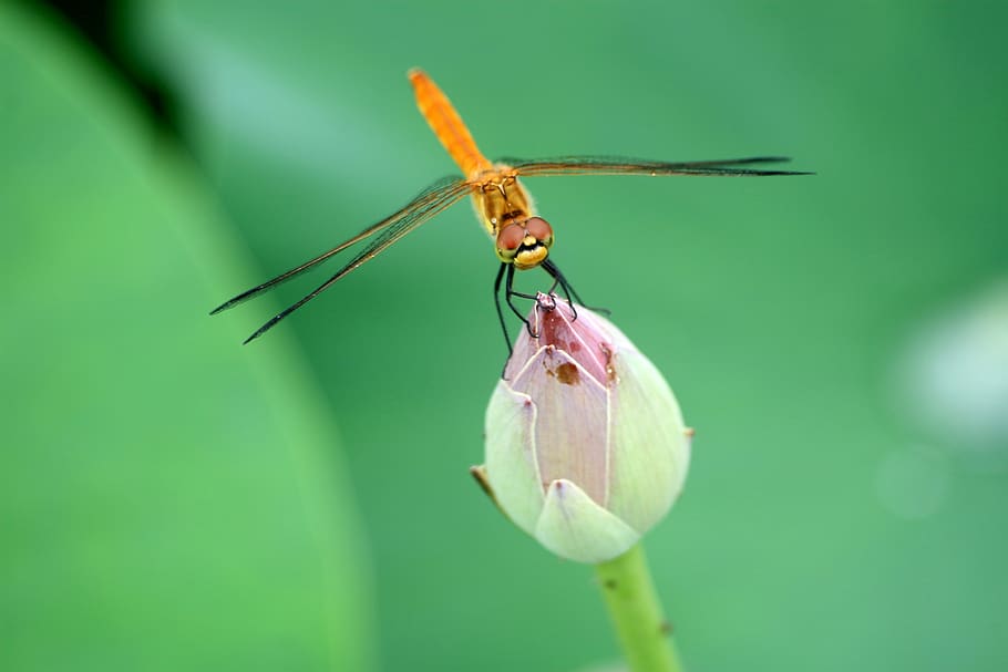 nature, flower, summer, lotus, dragonfly, insect, invertebrate, HD wallpaper