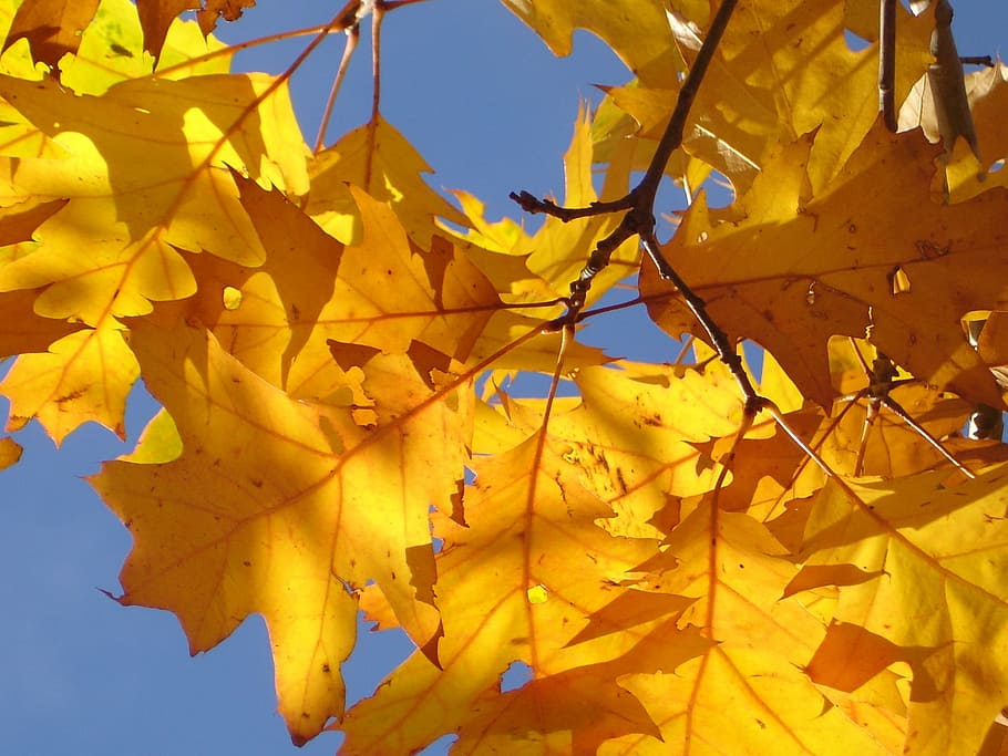 yellow leaf tree, red oak, oak leaves, autumn, golden, bright yellow