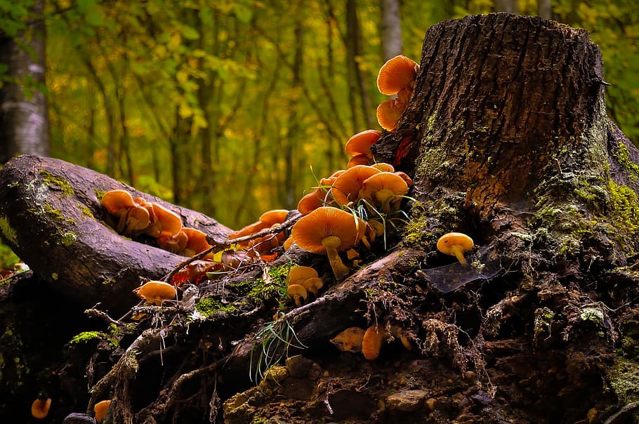 orange mushroom sprouts on brown tree's roots closeup photo, wild
