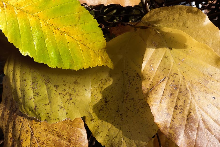 autumn, beech, leaves, colorful, nature, yellow, ocher, orange, HD wallpaper