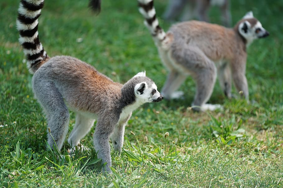 monkey, lemur, madagascar, primates, lemur catta, cute, curious HD wallpaper