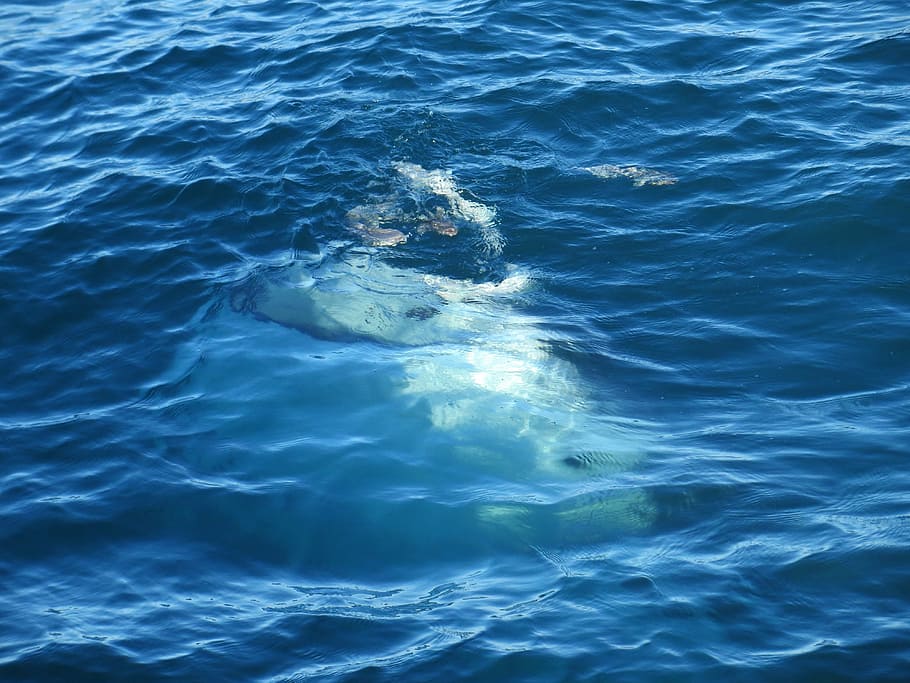 whale, gulf, mexico, full frame, one animal, motion, sea, day HD wallpaper