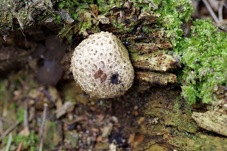 fuzz-ball, mushroom, trunk, rotten, tree, old, mold, green HD wallpaper