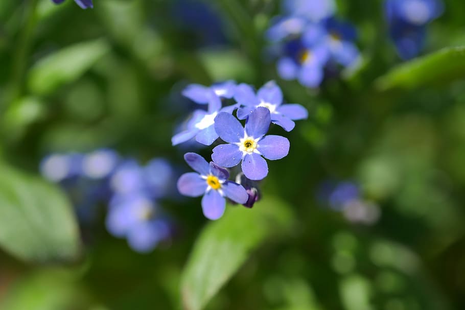nature, plant, flower, leaf, garden, petal, flowering plant HD wallpaper
