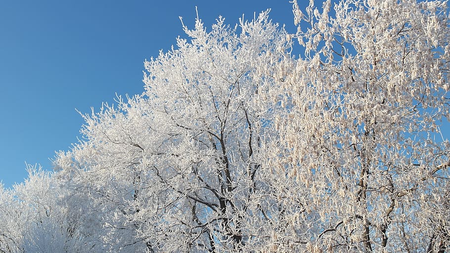 frost, winter, cold, white, nature, tree, landscape, december HD wallpaper