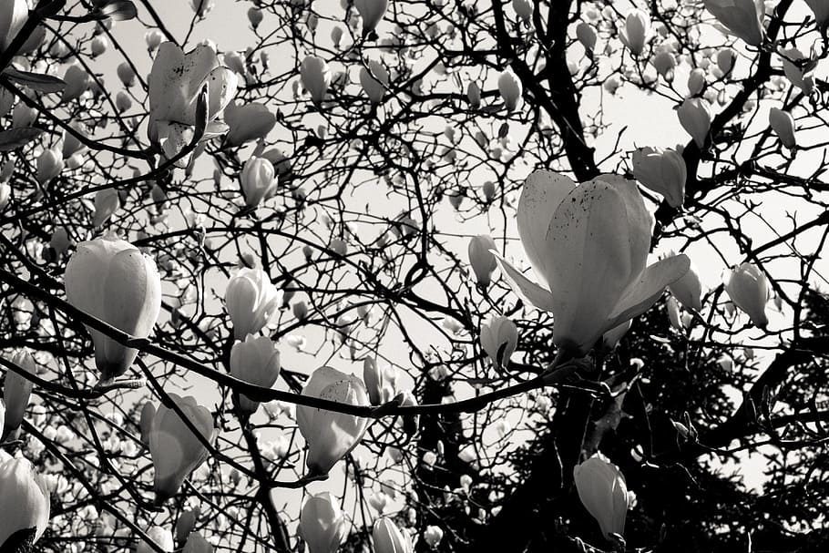 Magnolia flowers, black and White, nature, tree, branch, plant HD wallpaper