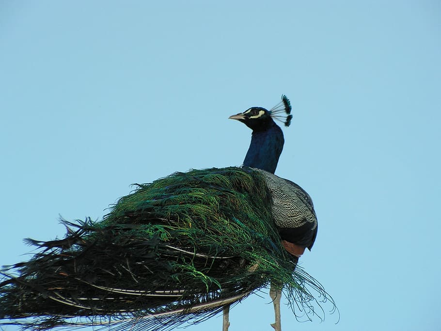 peacock, bird, zoo, sky, animal themes, vertebrate, clear sky HD wallpaper