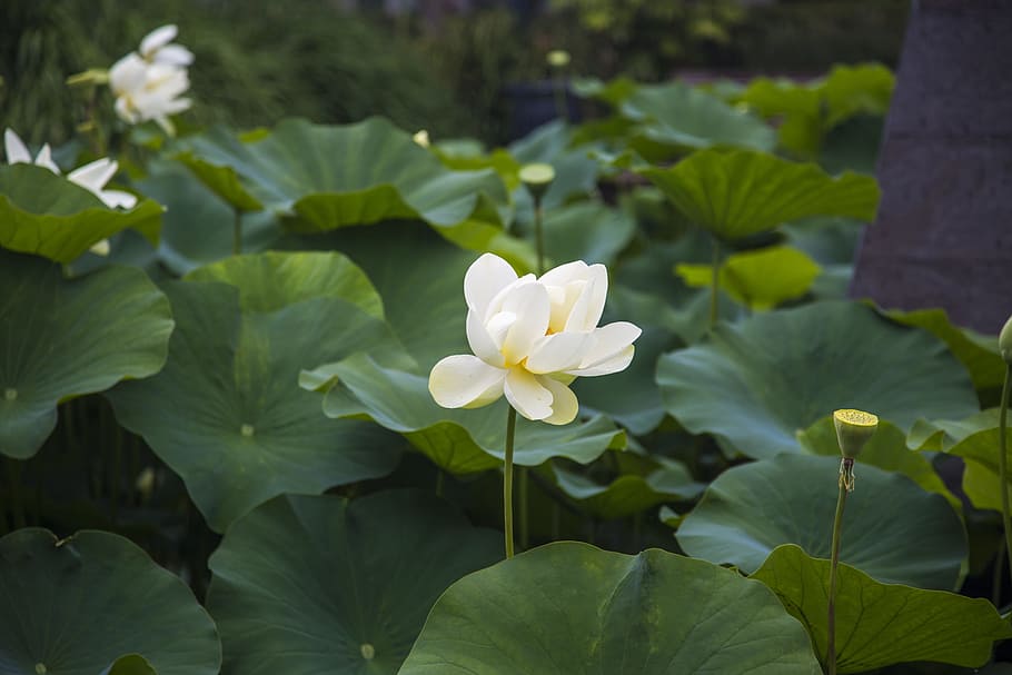 Lotus, Flowers, Green, Green, Green Leaves, beautiful, landscape, HD wallpaper