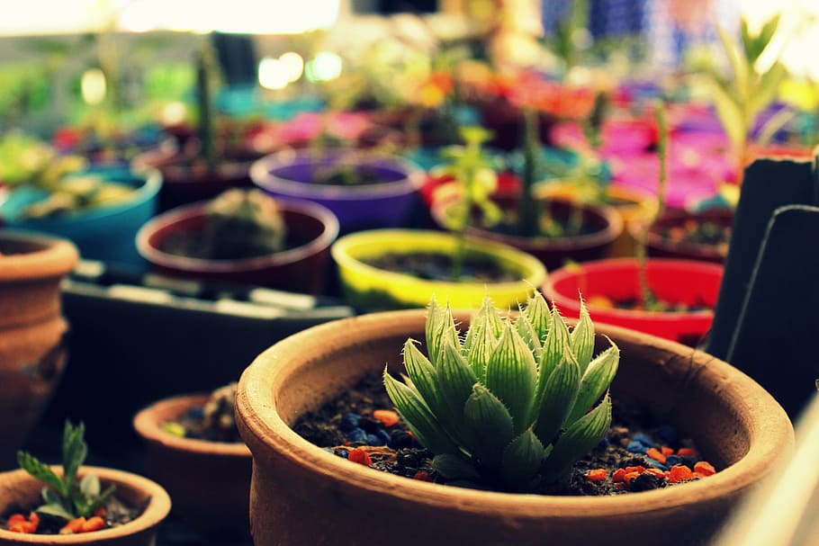 flower, cactus, penca, cardillo, thorns, nature, desert, plant HD wallpaper