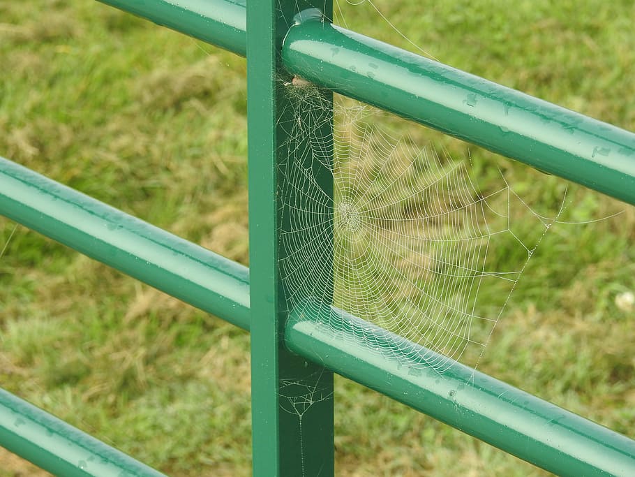 web, spider, dew, cobweb, spider-web, green color, metal, day HD wallpaper