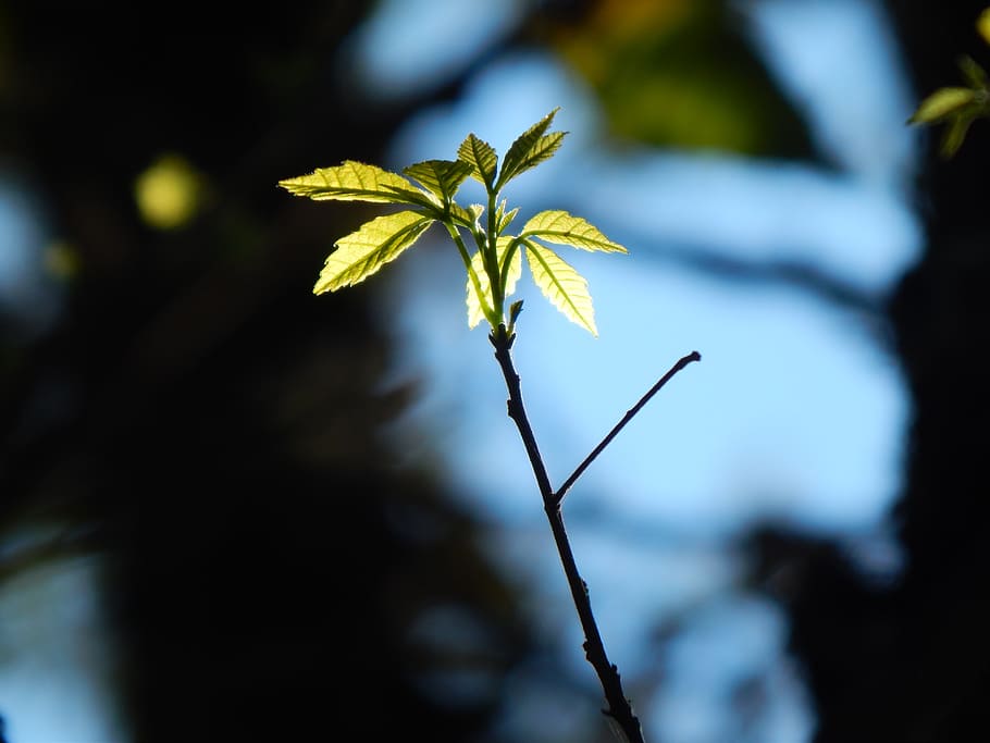 leaves, tree, branch, green leaves, forest, trasluz, plant HD wallpaper
