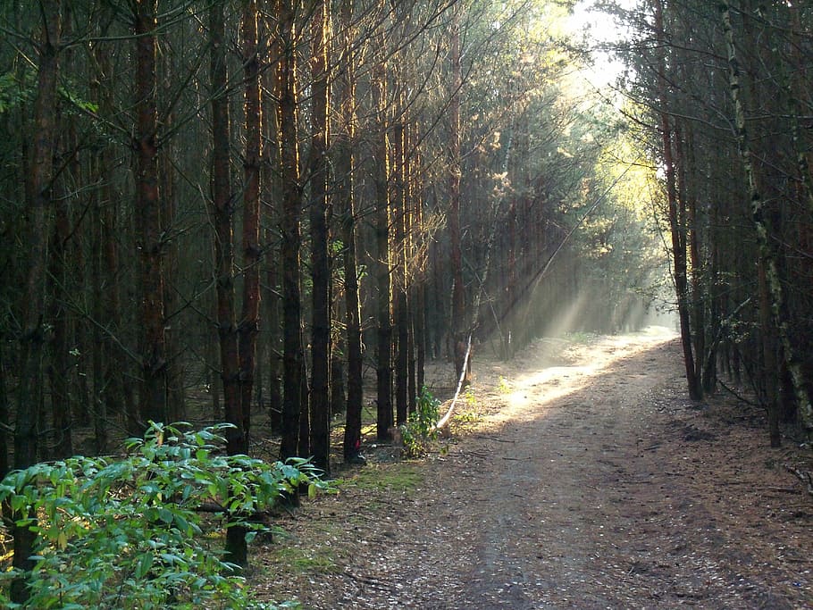 forest, lane, light, nature, sun, sunbeam, autumn mood, tree HD wallpaper
