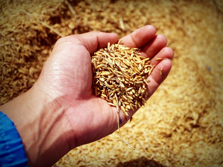 brown rice husk on person's hand, harvest, grain, thailand, move
