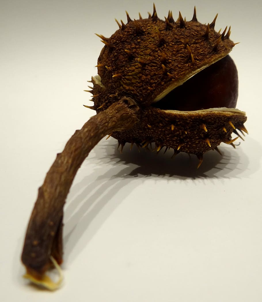 Chestnut, Prickly, Sting, Brown, Autumn, buckeye, chestnut fruit HD wallpaper