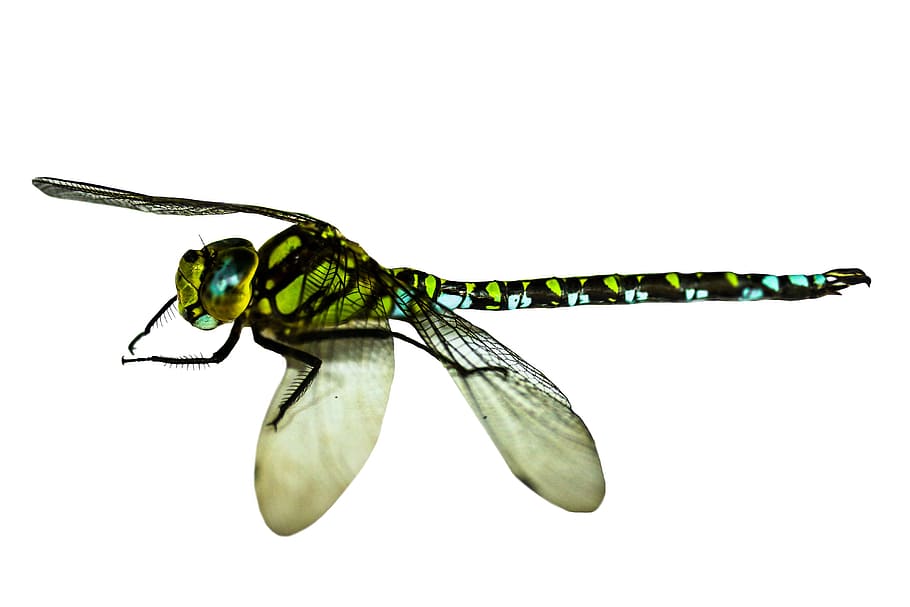 green and black dragonfly, insect, close, macro, wing, demoiselle HD wallpaper