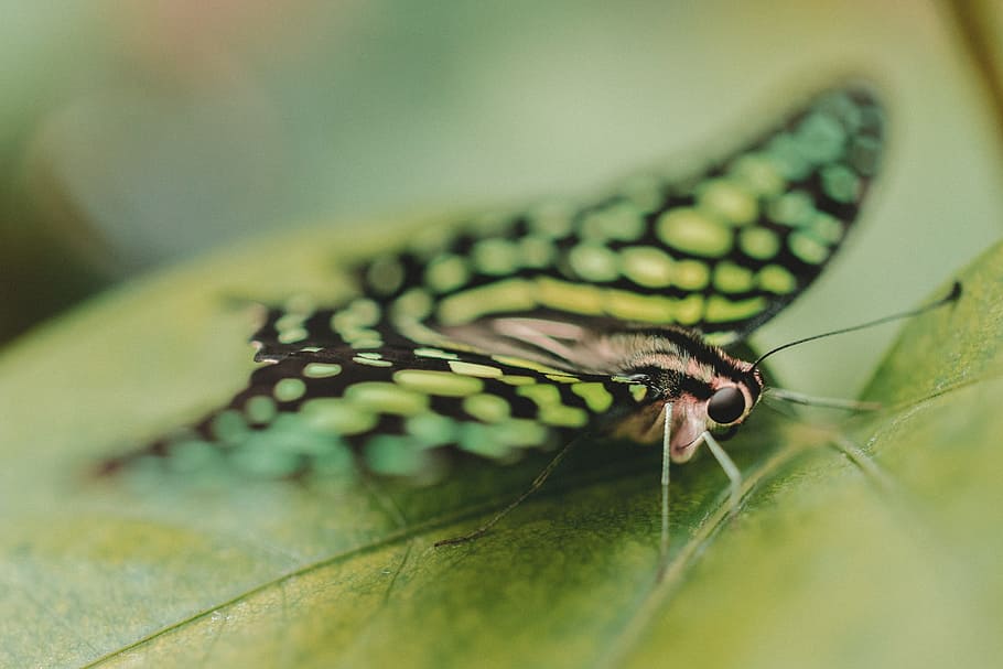 butterfly, moth, insect, macro, close up, nectar, pollen, flower HD wallpaper