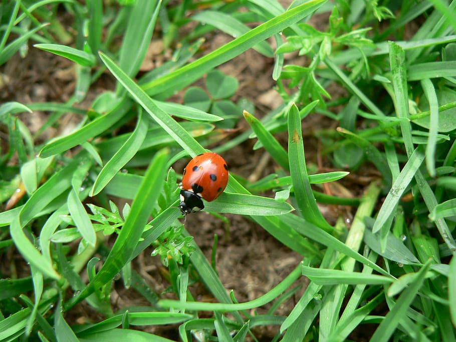 ladybug, lucky charm, insect, beetle, nature, invertebrate HD wallpaper