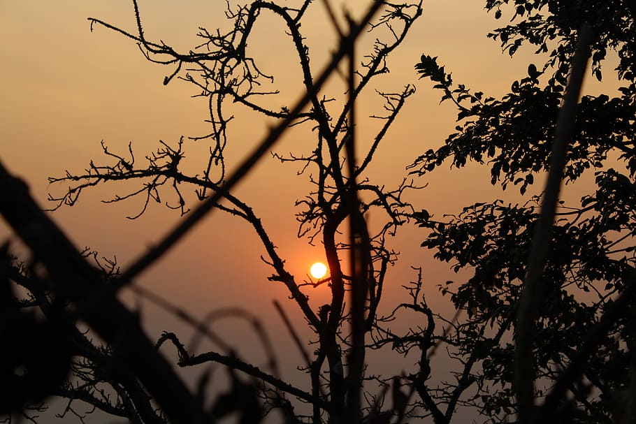 Immersive sunset, photo of leafless tree during sunset, silhouette HD wallpaper