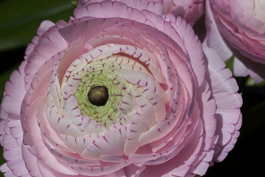 piink petaled flower, ranunculus, blossom, bloom, spring, nature HD wallpaper