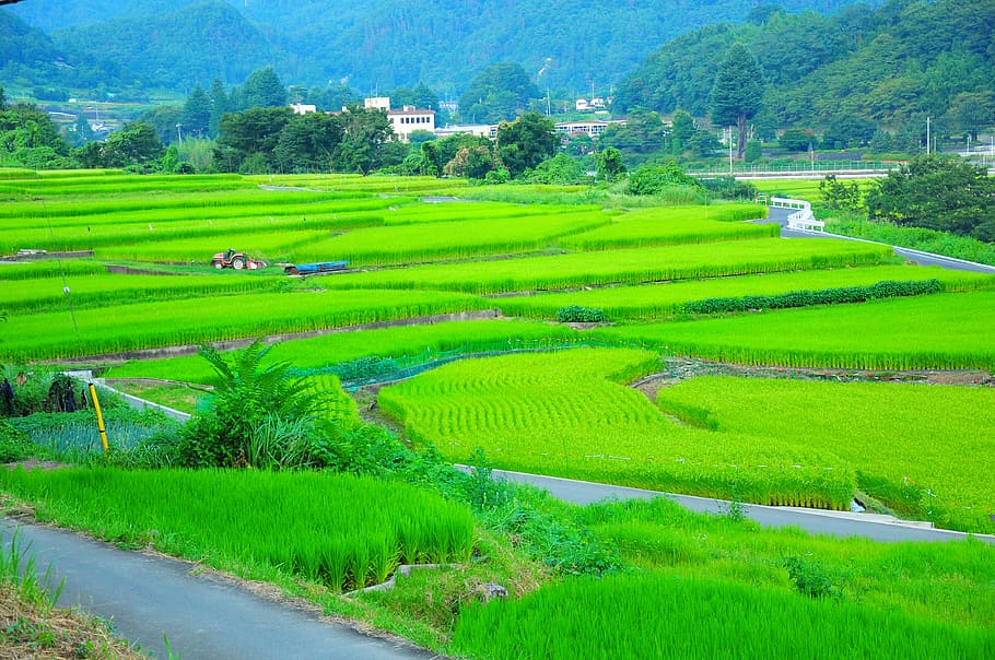 Field, Yamada'S Rice Fields, rice terraces, the countryside, japan, HD wallpaper
