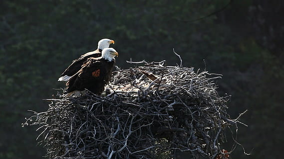 shallow focus photography of two bald eagles on top of nest HD wallpaper