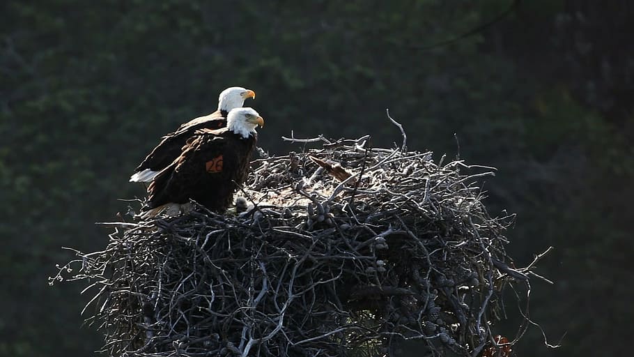 shallow focus photography of two bald eagles on top of nest HD wallpaper