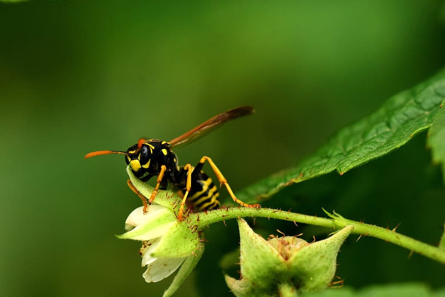 wasp, raspberry flowers, close, insect, yellow, black, stripes HD wallpaper