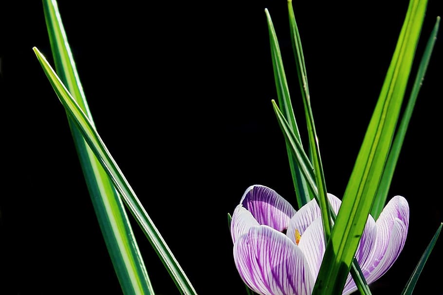 crocus, flower, blossom, bloom, purple, halme, spring, spring flower HD wallpaper