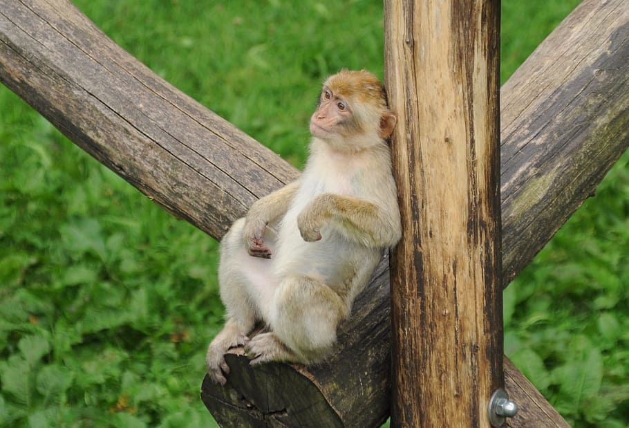 Zoo, Monkey, Observing, Animal World, cute, one animal, animal wildlife HD wallpaper