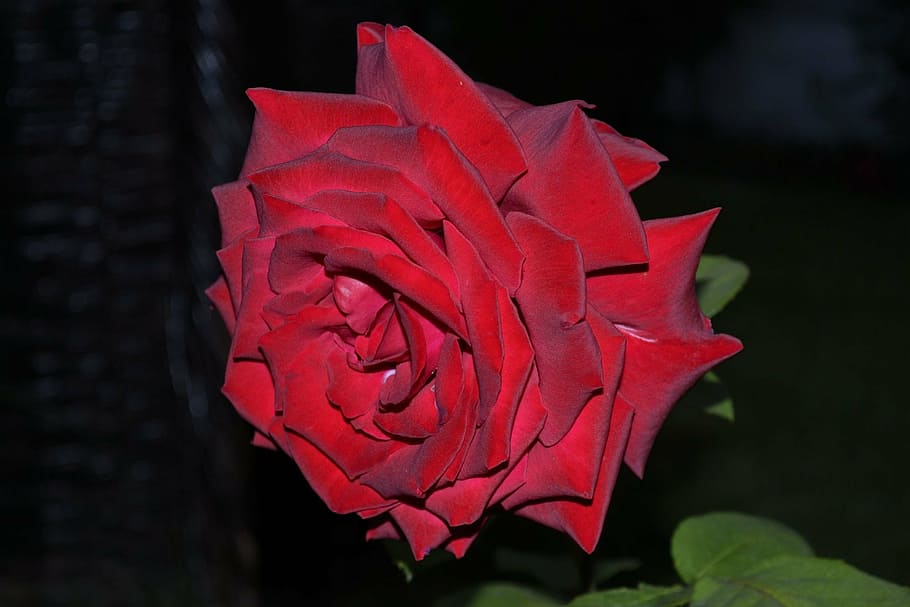 rose, garden, spring, red, night, vulnerability, close-up, flower HD wallpaper