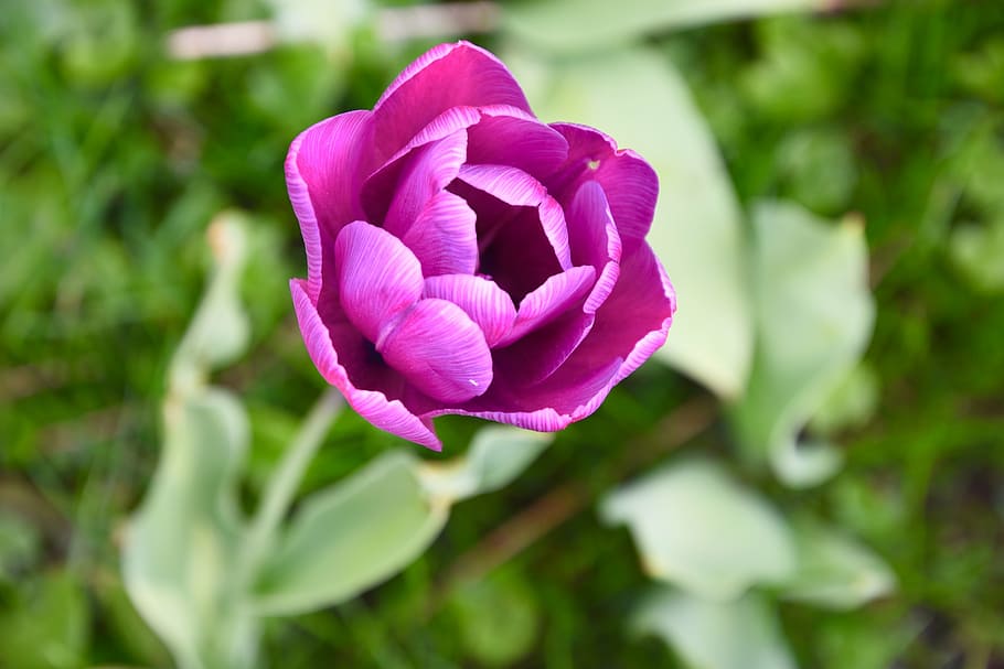 spring, purple, tulip, close, flower, flowering plant, beauty in nature HD wallpaper