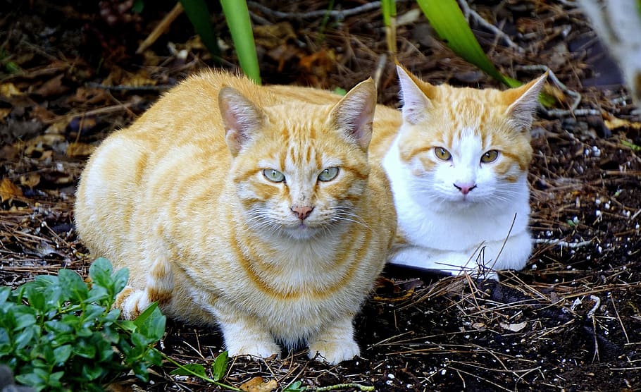 two orange tabby cats on soil, animals, pet, pets, cats nose HD wallpaper