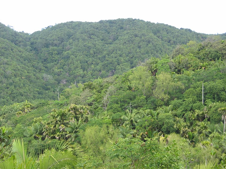 jungle, forest, tropical, seychelles, green, fouling, plant HD wallpaper