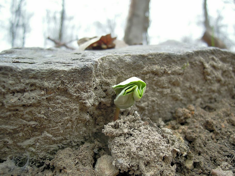 green sapling on rock, spring, bud, plug, growth, engine, scion HD wallpaper